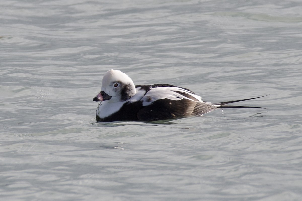 Harelde kakawi - ML647096896