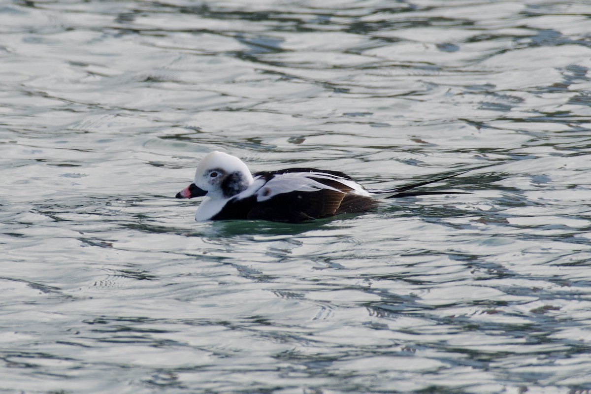 Harelde kakawi - ML647096897