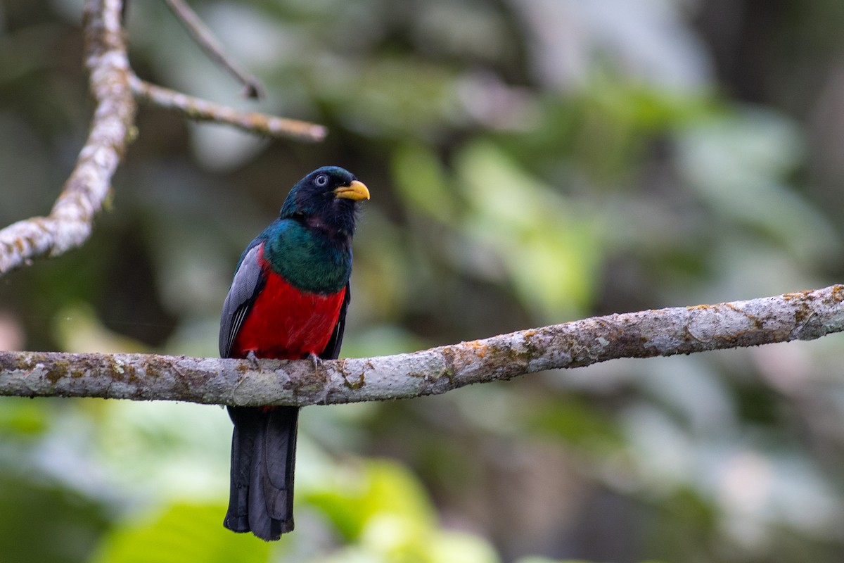 Blue-tailed Trogon - ML647096904