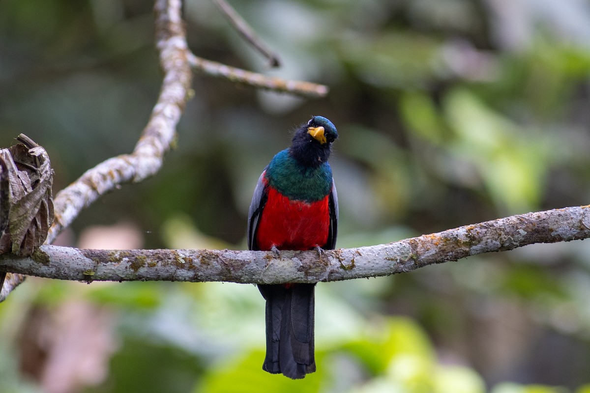 Blue-tailed Trogon - ML647096905
