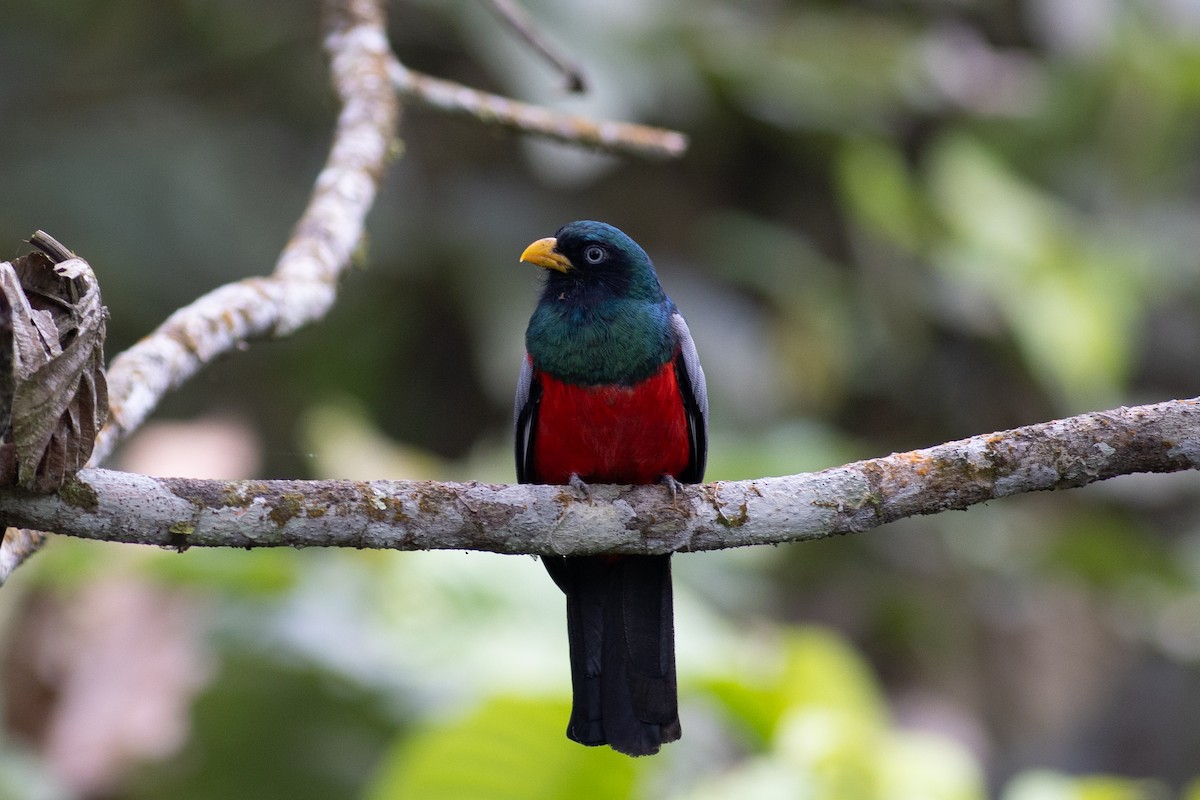 Blue-tailed Trogon - ML647096906