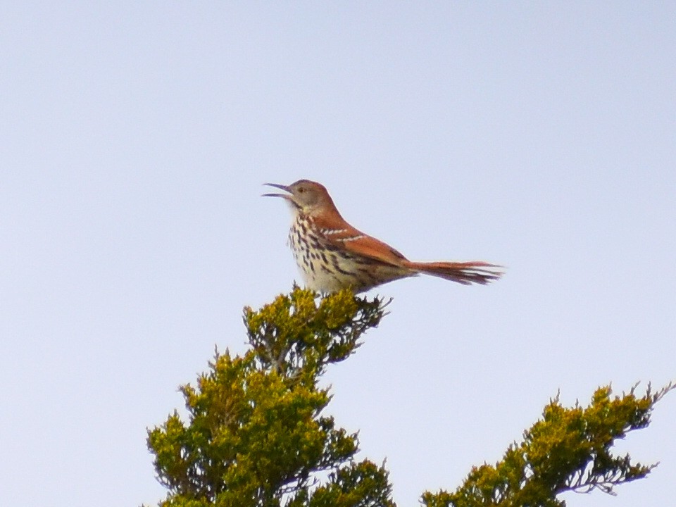 Brown Thrasher - ML647096911