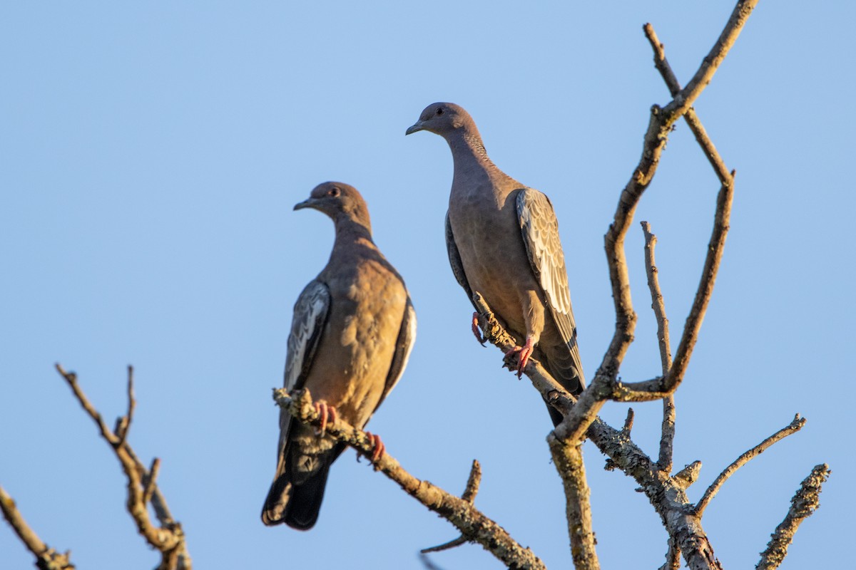 Paloma Picazuró - ML647096915