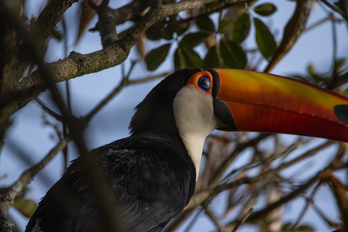 Toco Toucan - ML647096925