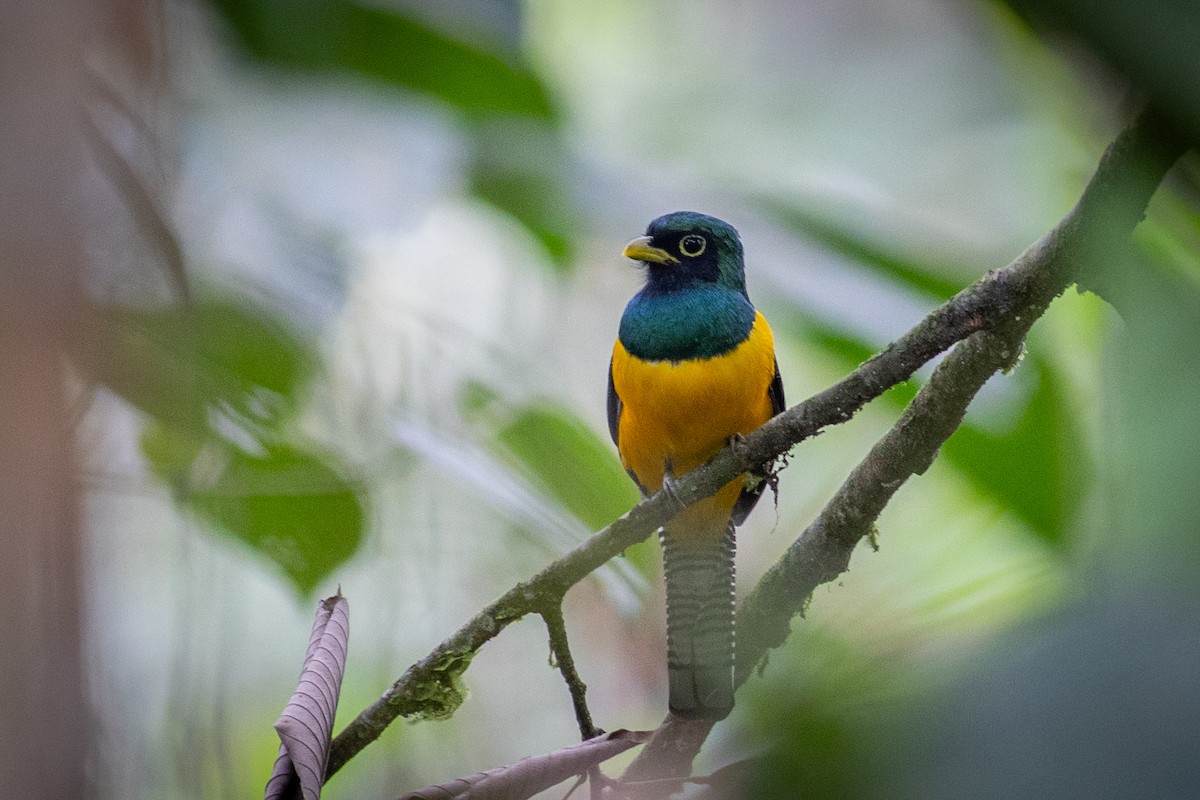 White-tailed Trogon - ML647096926