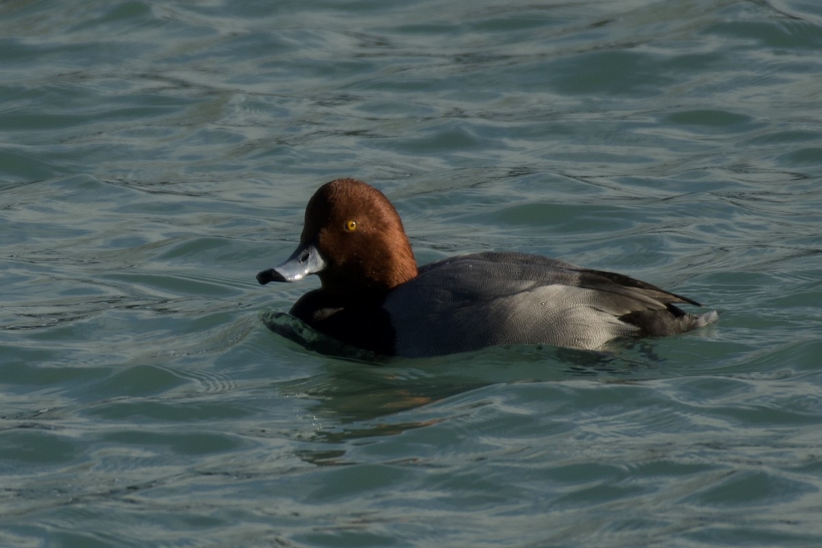 Redhead - ML647096935