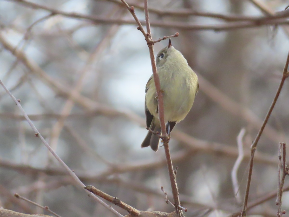 králíček americký - ML647096936