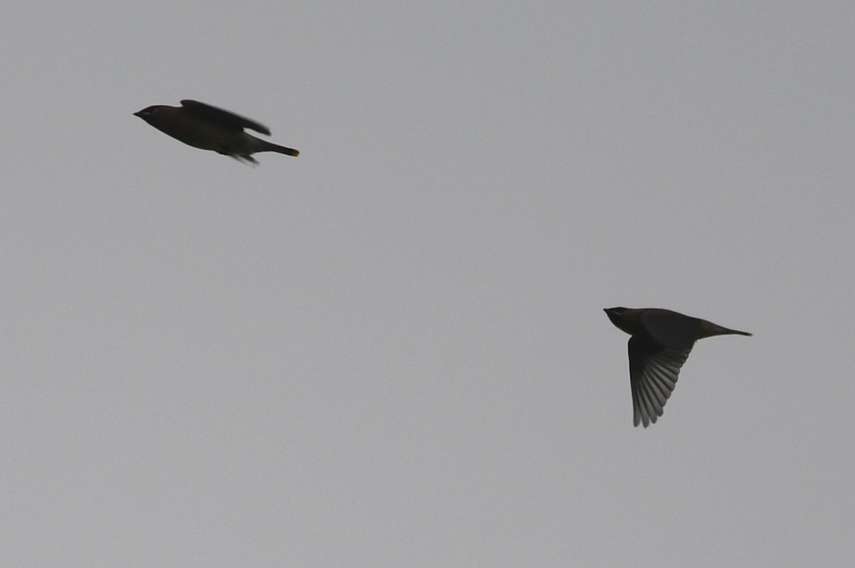 ヒメレンジャク - ML647096937