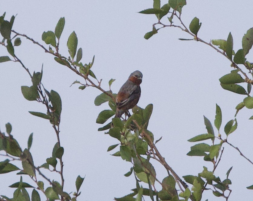 Rufous-rumped Seedeater - ML647096938