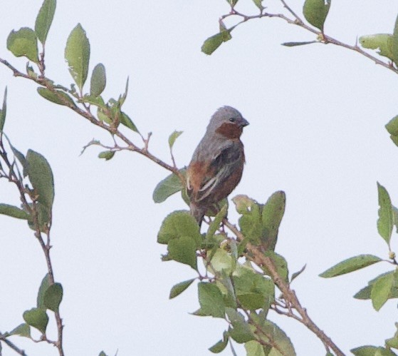Rufous-rumped Seedeater - ML647096943
