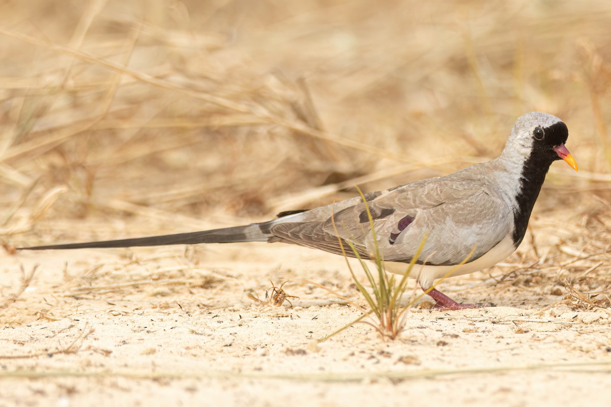 hrdlička kapská - ML647096952