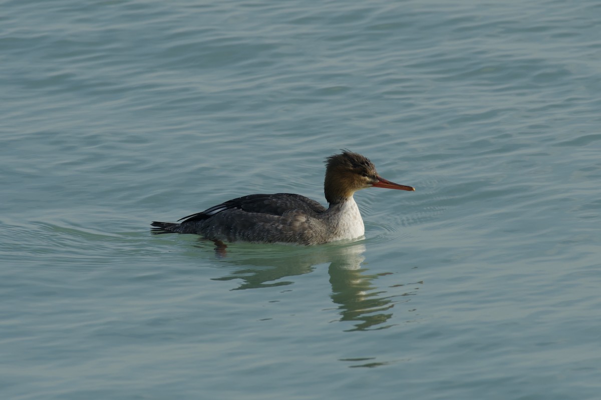 Harle huppé - ML647096953