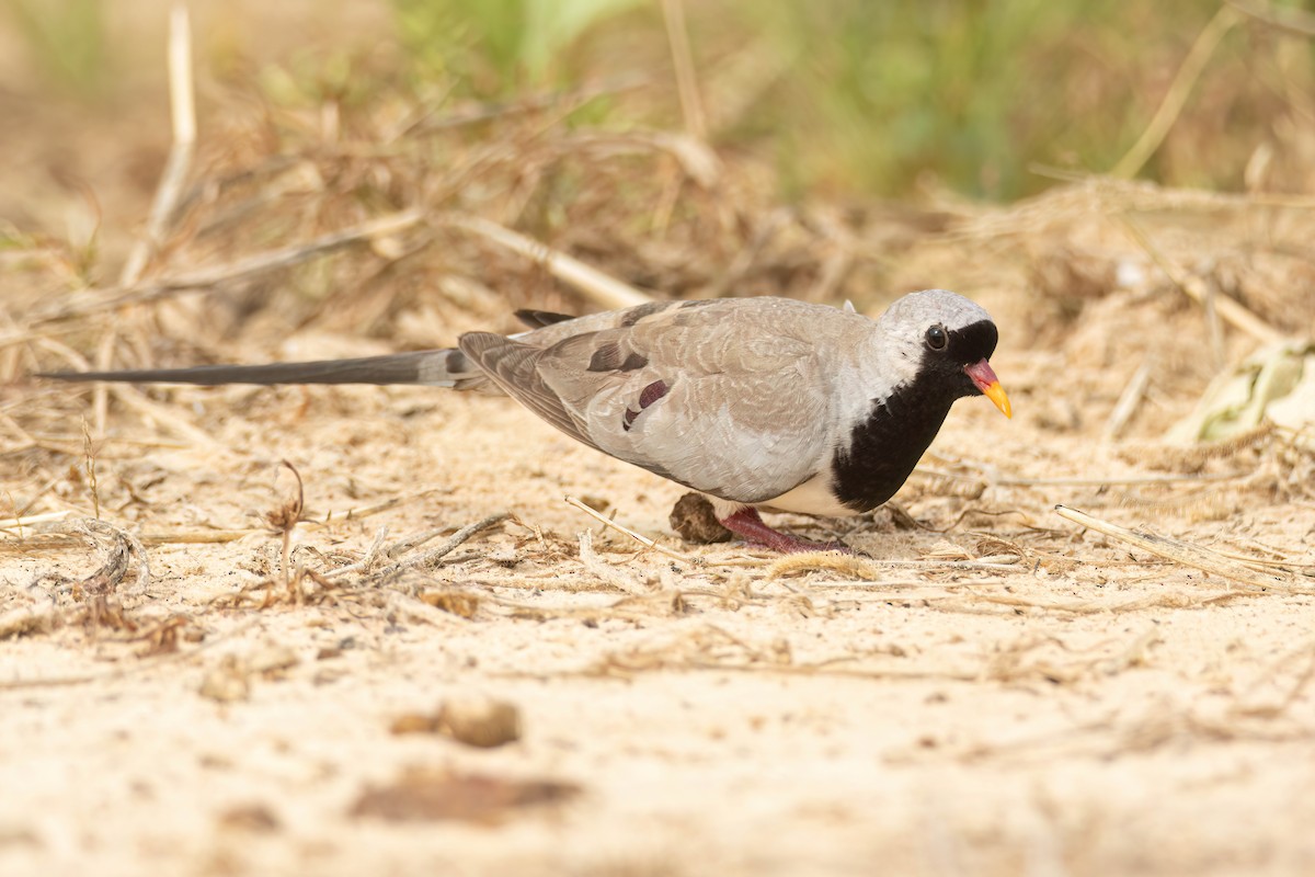 hrdlička kapská - ML647096955