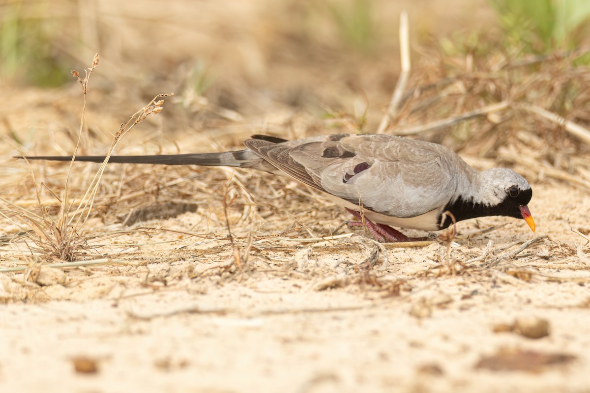 hrdlička kapská - ML647096956