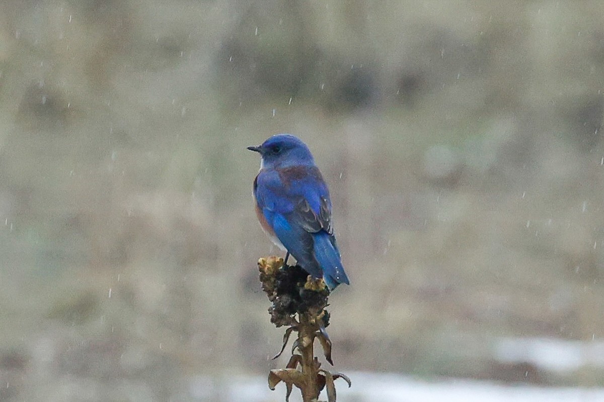 Западная сиалия - ML647096958