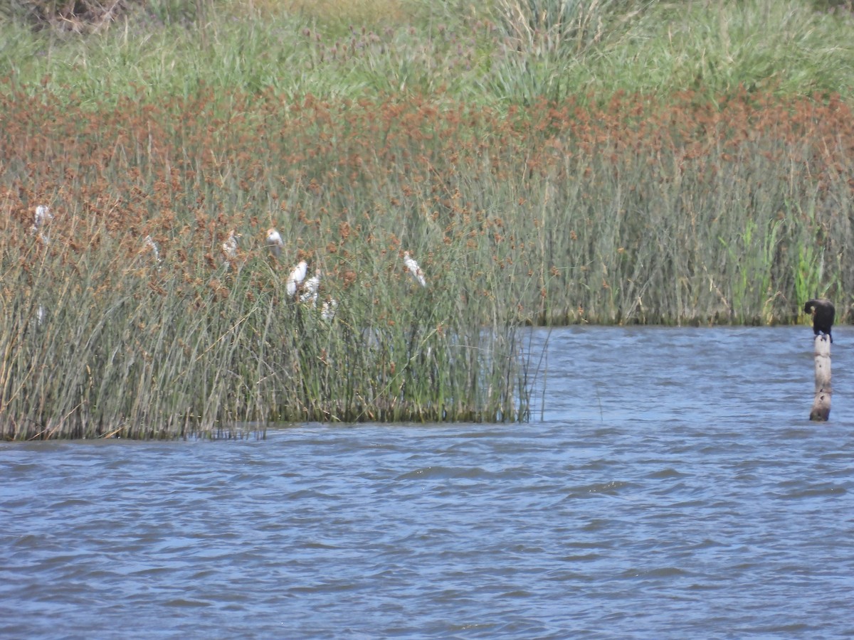 flodskarv - ML647096993