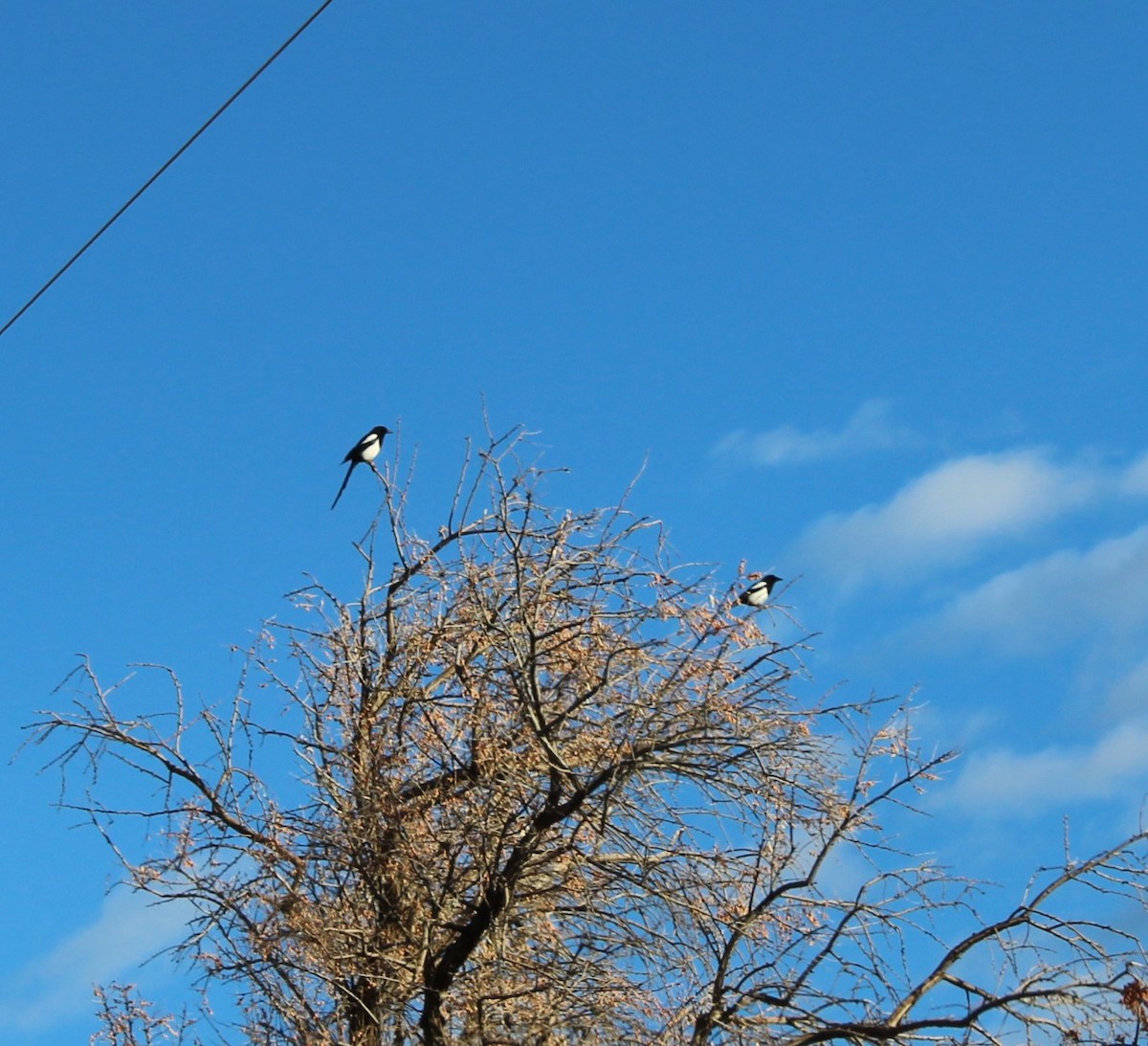 straka americká - ML647097000