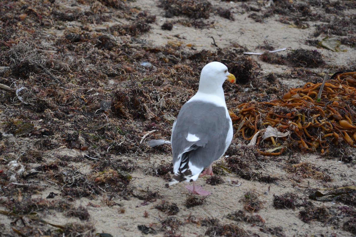 racek západní - ML647097001