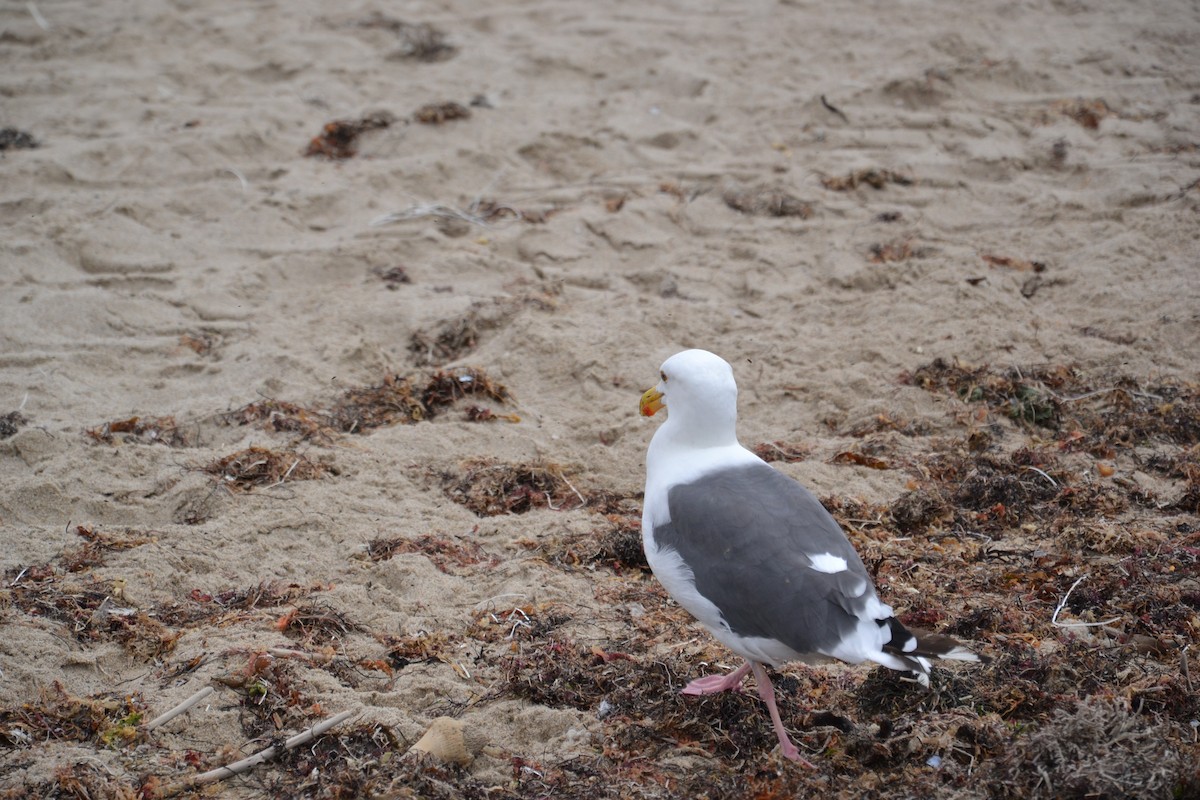 racek západní - ML647097002