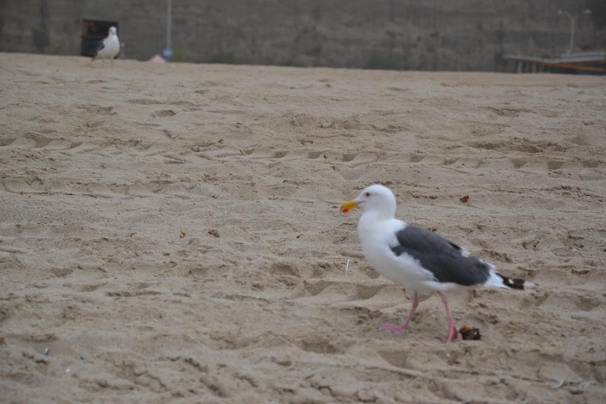 racek západní - ML647097003