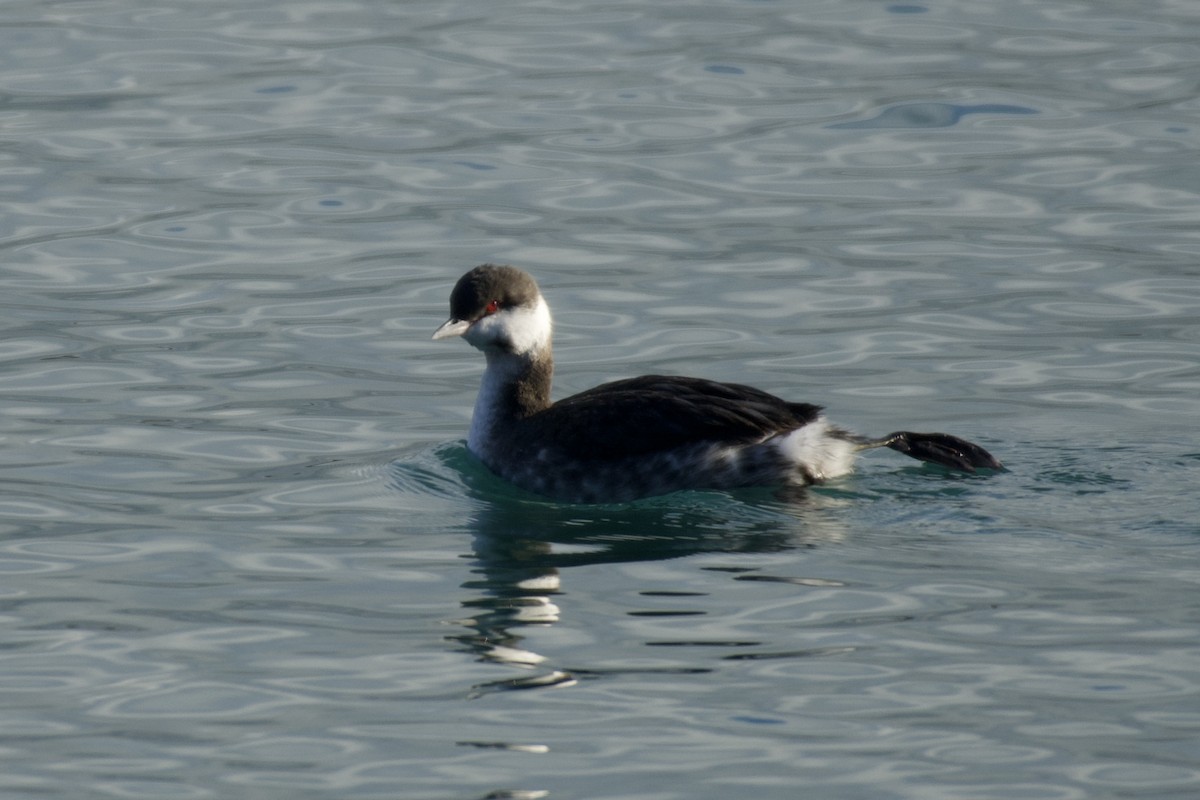 Grèbe esclavon - ML647097004