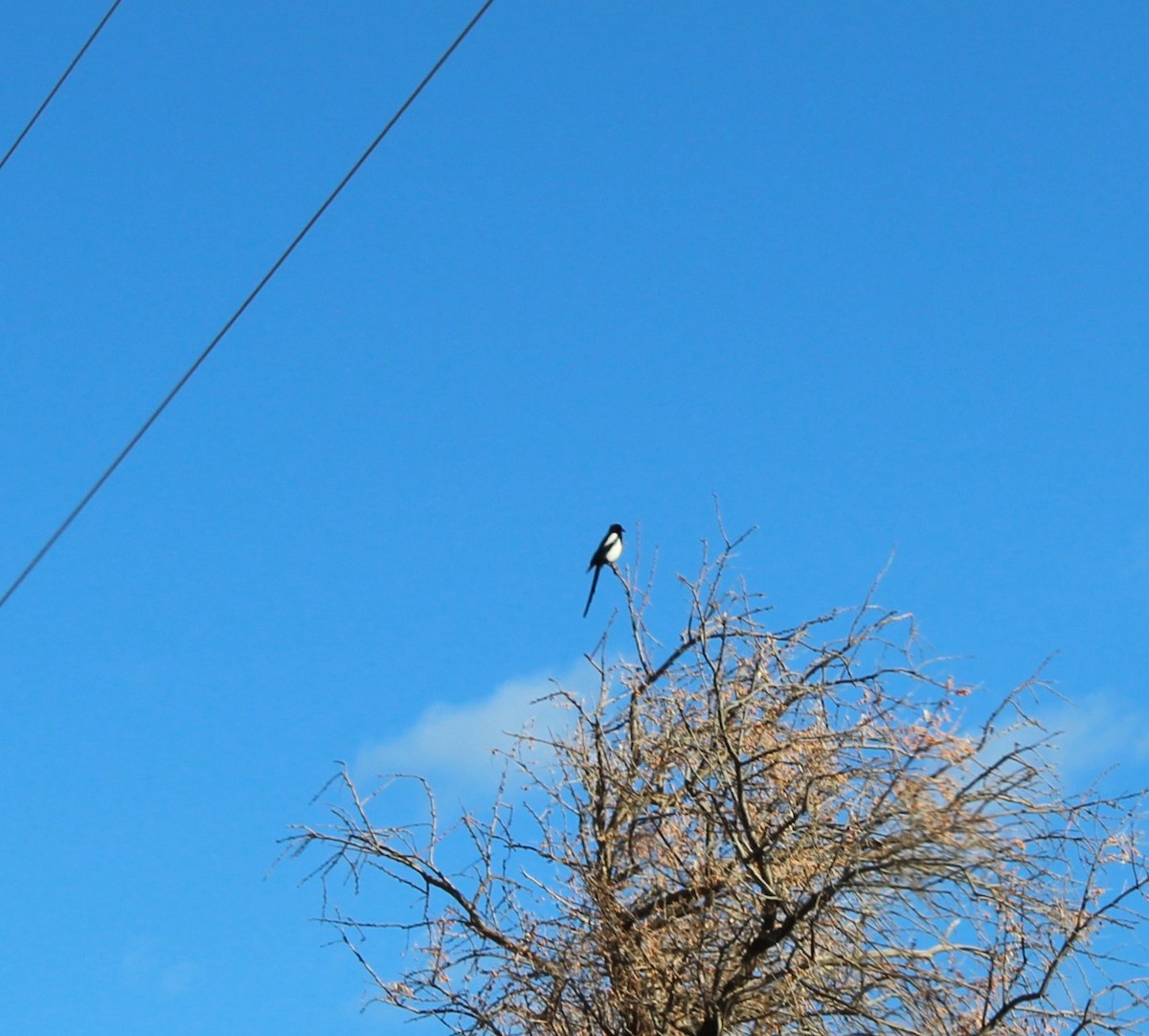 straka americká - ML647097006