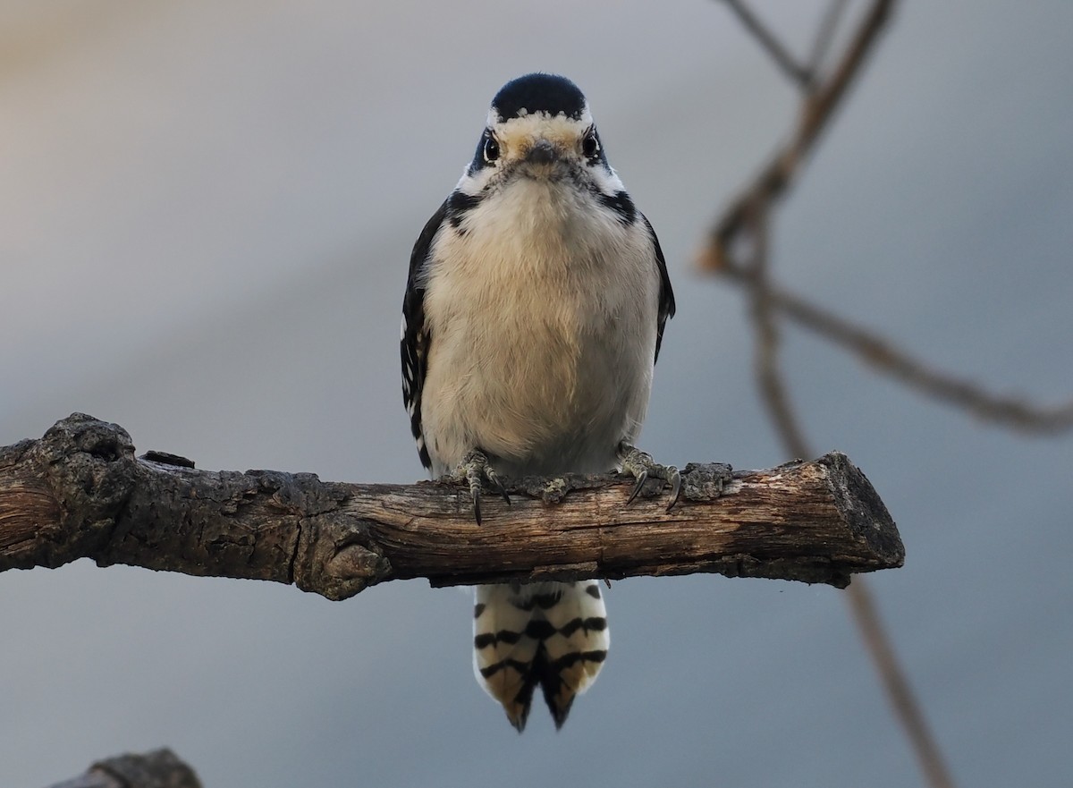 Downy Woodpecker - ML647097008