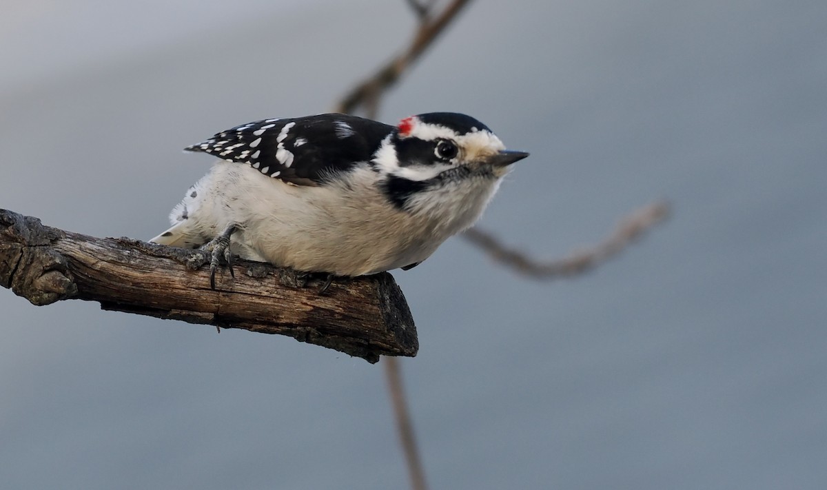 Downy Woodpecker - ML647097009