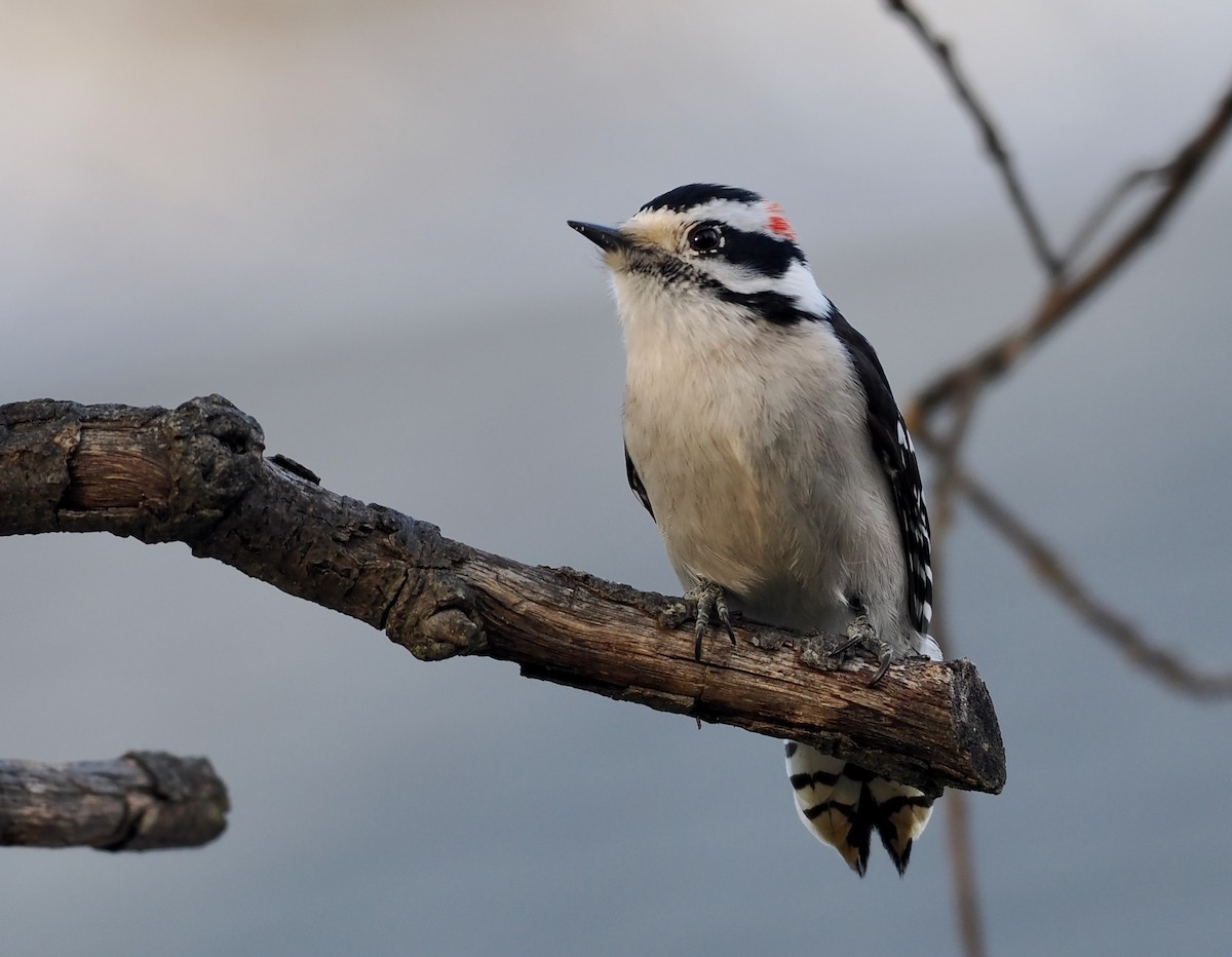 Downy Woodpecker - ML647097010