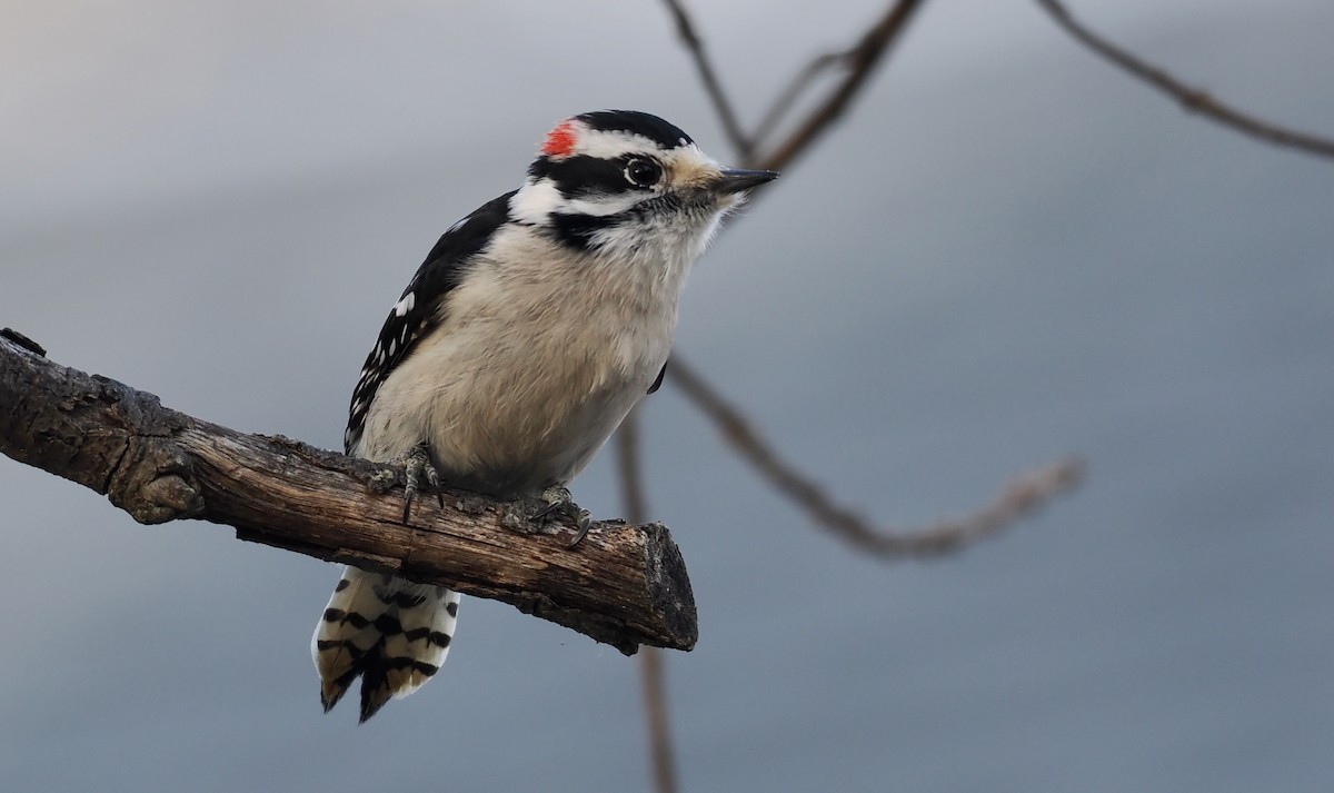 Downy Woodpecker - ML647097011
