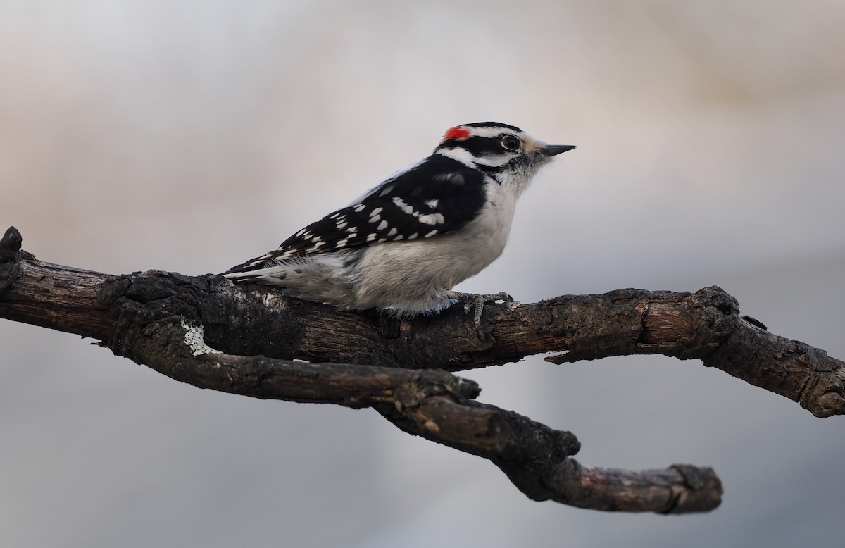 Downy Woodpecker - ML647097012
