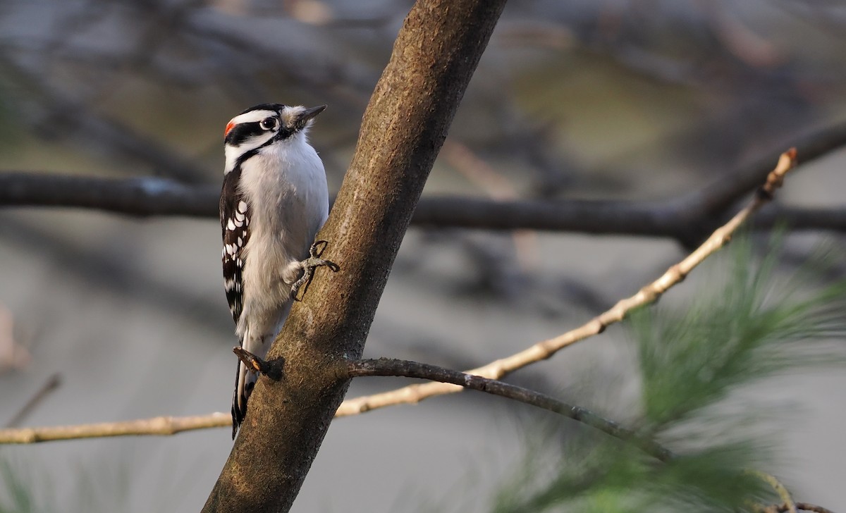 Downy Woodpecker - ML647097013