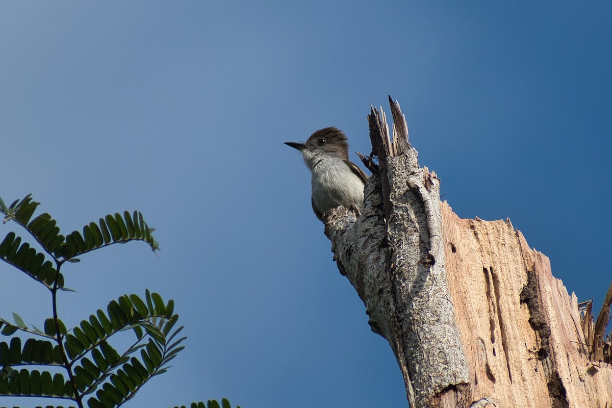 La Sagra's Flycatcher - ML647097014
