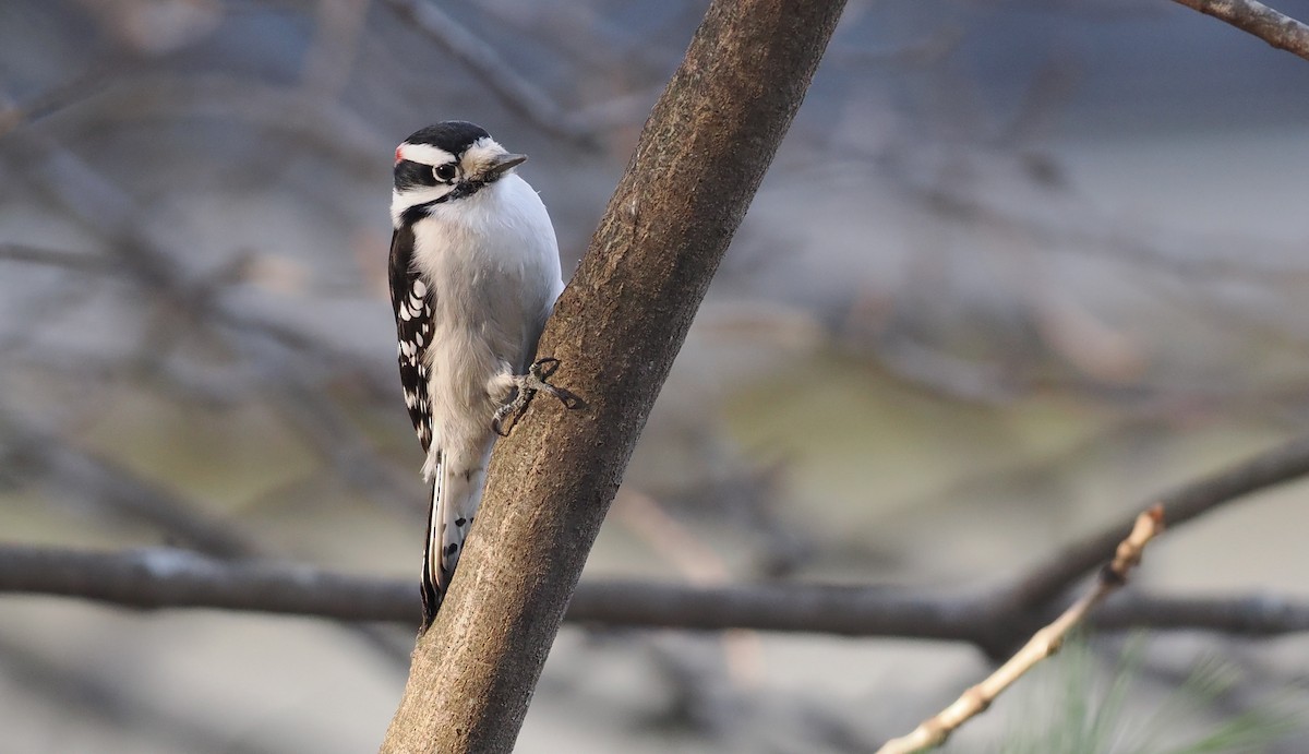 Downy Woodpecker - ML647097015