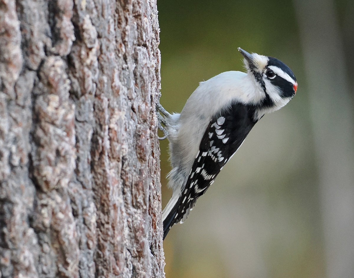 Downy Woodpecker - ML647097016