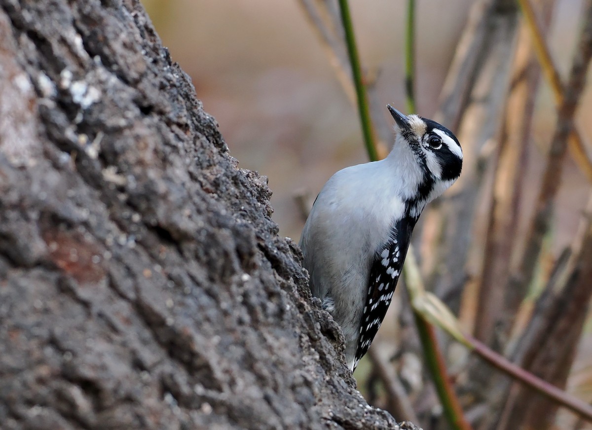 Downy Woodpecker - ML647097017