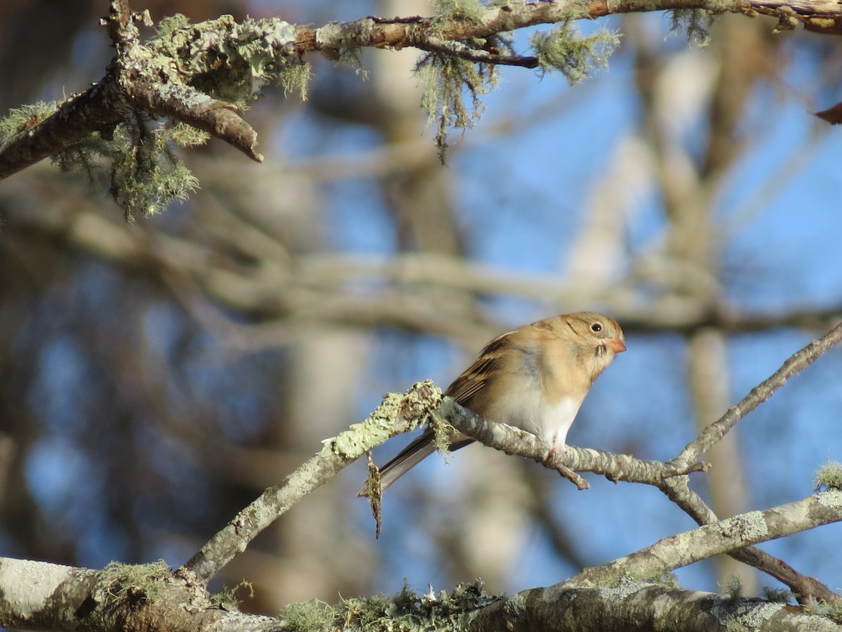 Field Sparrow - ML647097021