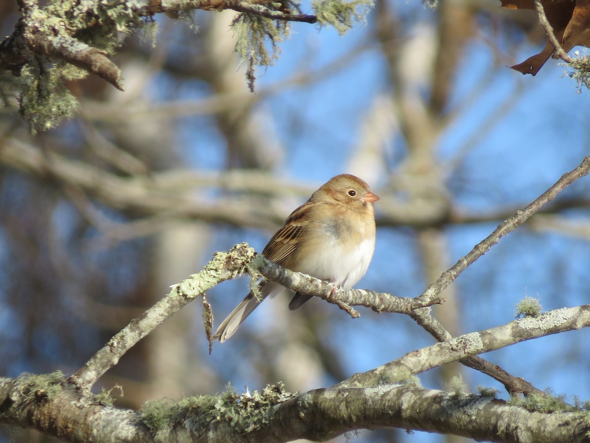 Field Sparrow - ML647097022