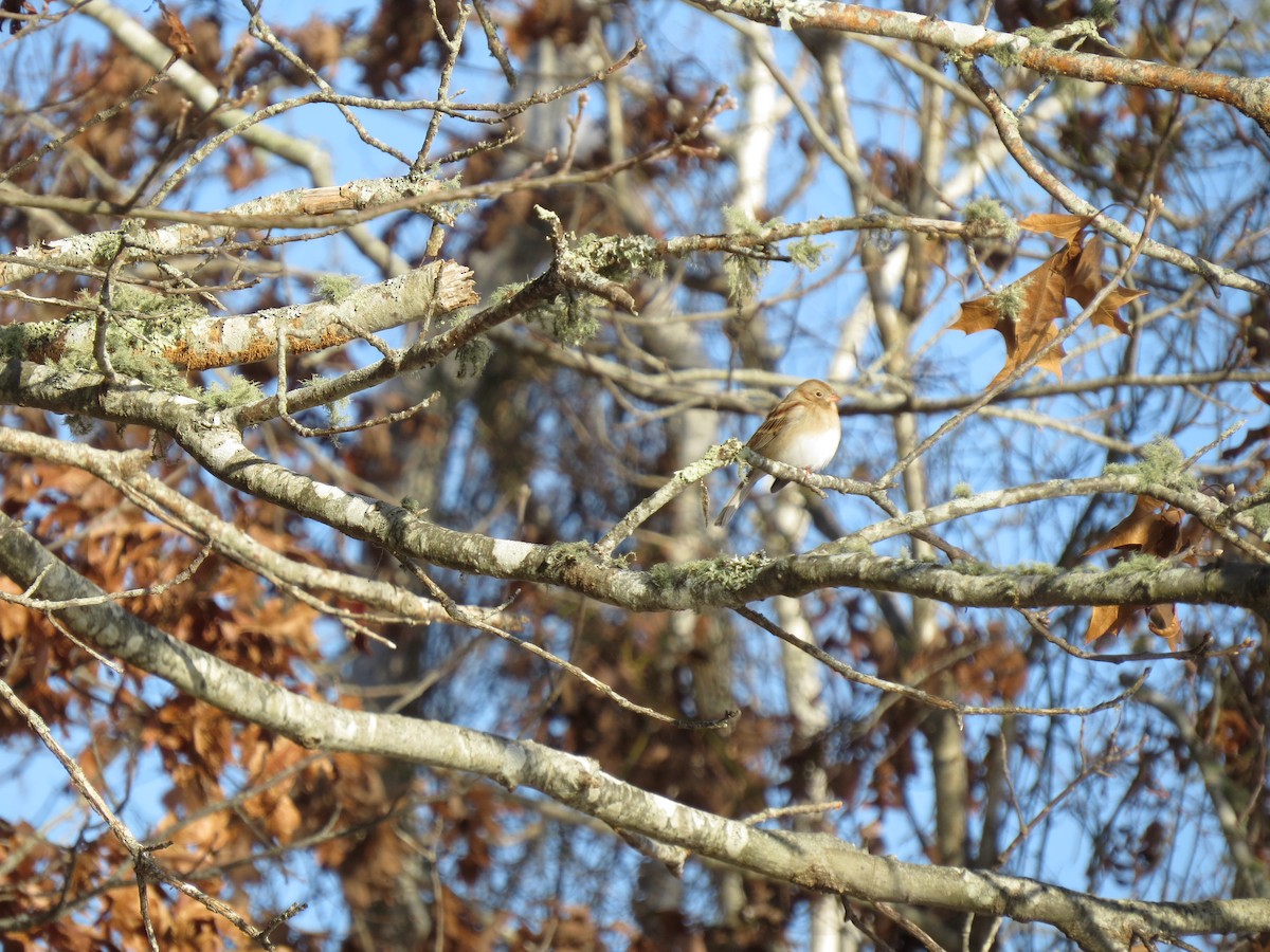 Field Sparrow - ML647097023