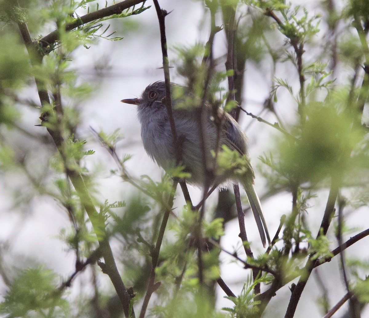Pearly-vented Tody-Tyrant - ML647097024