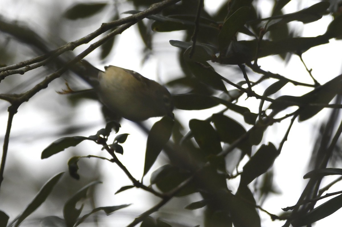 králíček americký - ML647097025