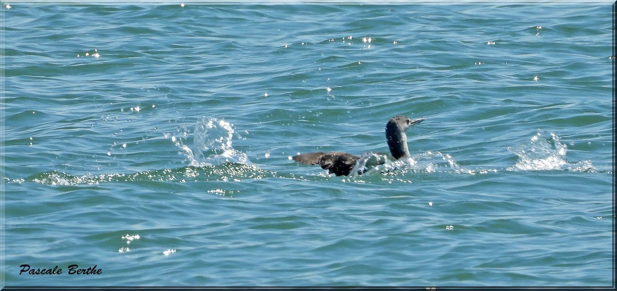 Краснозобая гагара - ML647097027