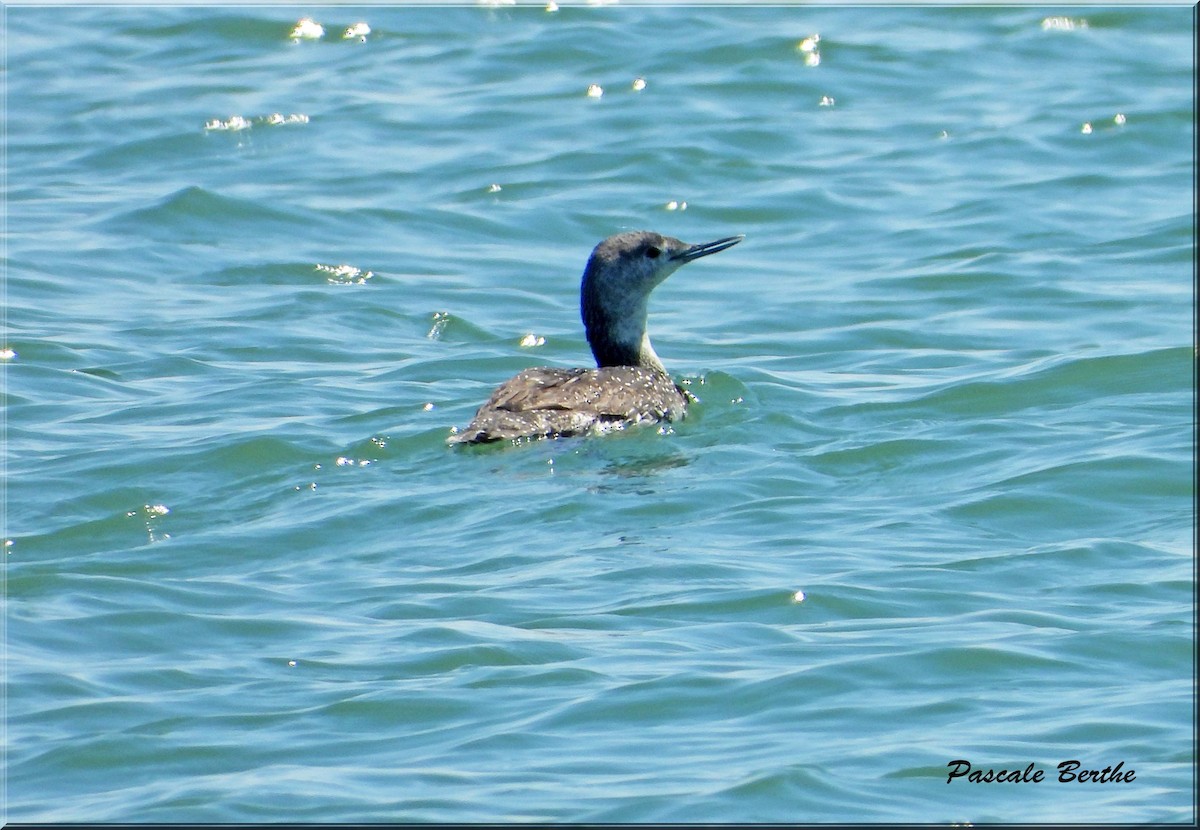 Краснозобая гагара - ML647097028