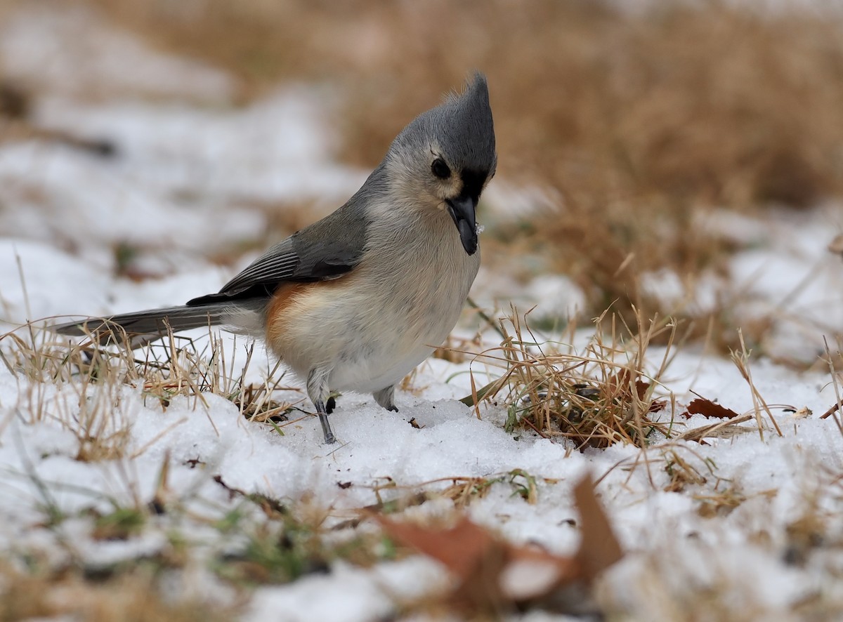 Tufted Titmouse - ML647097031