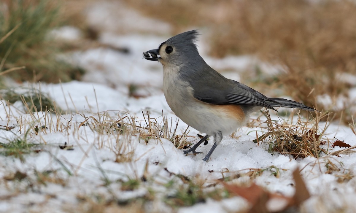 Tufted Titmouse - ML647097032