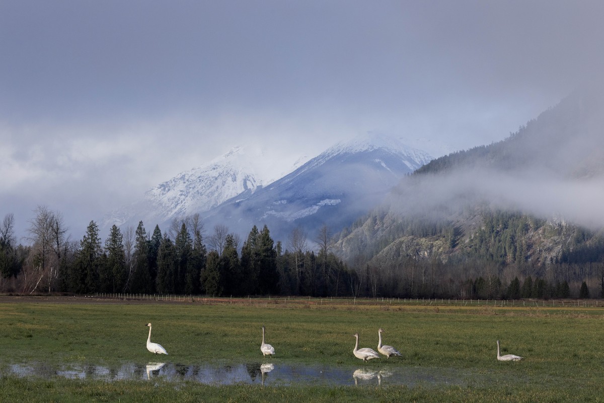Cygne trompette - ML647097034