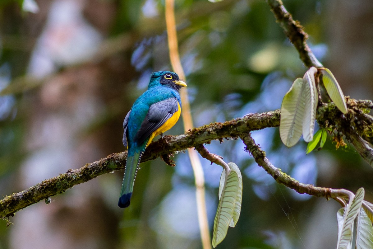 Choco Black-throated Trogon - ML647097037