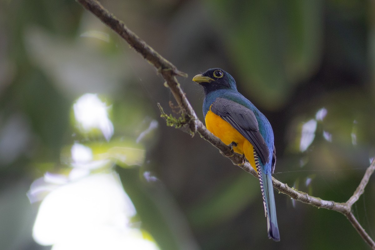 Choco Black-throated Trogon - ML647097038