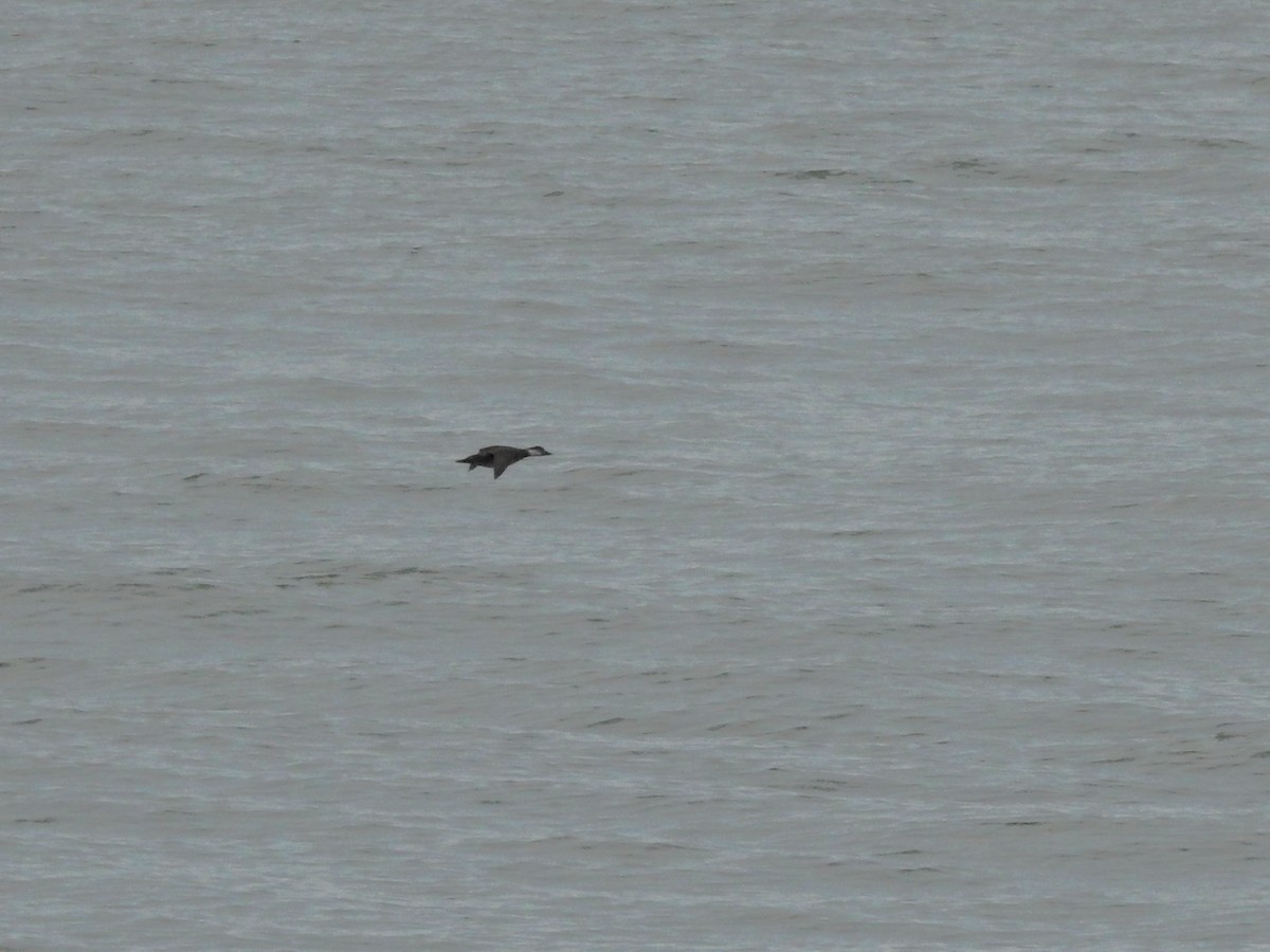 Common Scoter - ML647097039