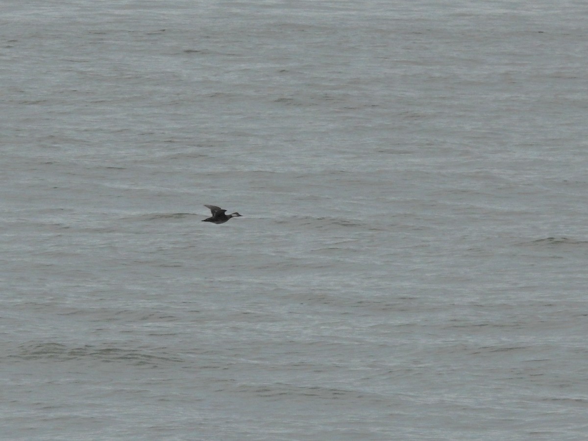 Common Scoter - ML647097040